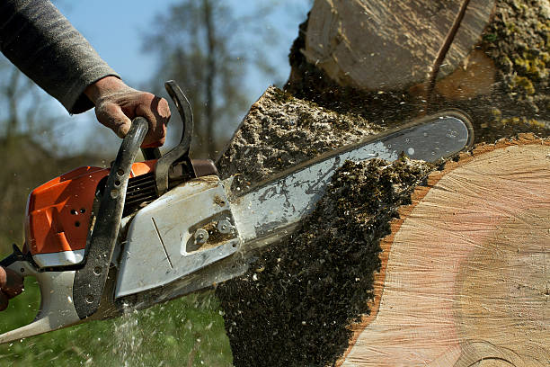 How Our Tree Care Process Works  in  Rushville, IL